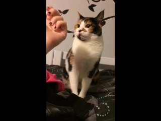 Cat takes offence