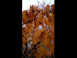 Vid 20201118 090912 mp4