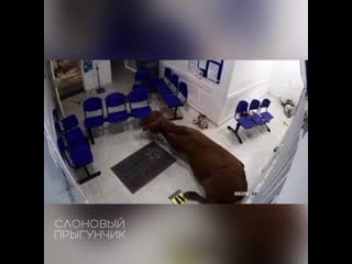 Escaped cow charges into colombian hospital waiting room