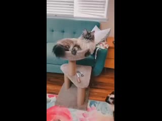 Kitten to catz 20200904 8 mp4