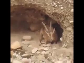 Mountain goats wait for it