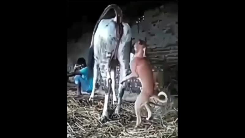 Молодые пристаёт к корове