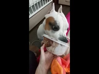 Warrior spirit honey blossom ( рой ) ( ghw ureula vennidor sozvezdiye magii zhemchuzhnyy amulet )