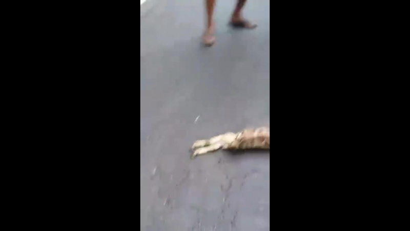 Прохожий спас кроликов из пасти змеи!!