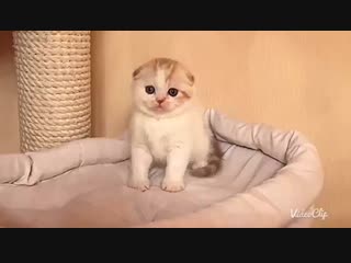 Kalani hubert, помёт "h", д/р 22 09 18