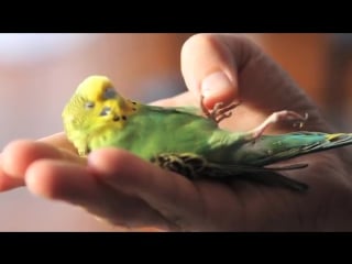 Boo, our courageous injured pet parakeet