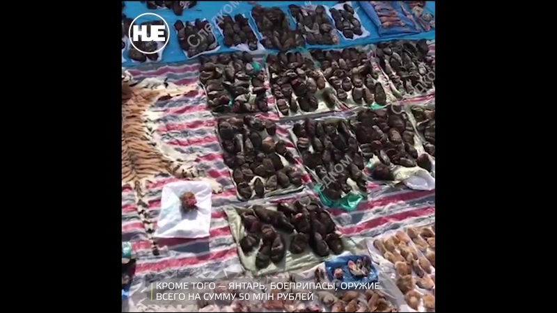 Предприимчивая жительница приморья вывозила за границу части тел краснокнижных молодые