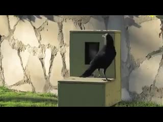 This man built a coin operated feeding box for crows and this is the proof crows can use a vending machine