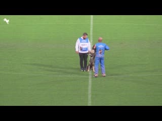 Wm wusv igp 2019 knox vom tollhaus c 97