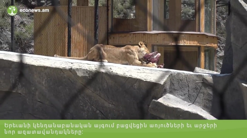 Երեւանի կենդանաբանական այգու առյուծներն արդեն նոր «արքայավայել» ազատավանդակներ ունեն