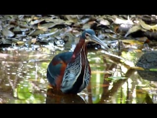 Agami heron wmv
