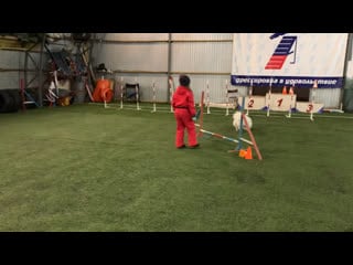 Японский шпиц рикки и марьяна