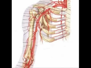 Плечевая артерия a brachialis