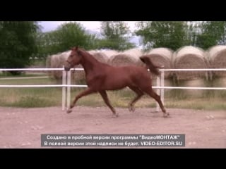 Жеребец вальват продан