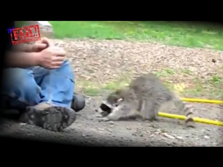 The best funny raccoon videos compilation [new hd] смешные еноты лучшая подборка