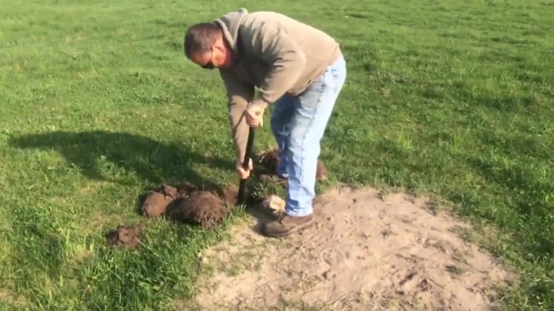 Помог детенышу альпаки