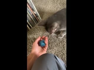 Apparently the shelter got the species wrong and my boy umi is actually a dog he wants to play fetch all day long!