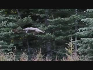 Ken anderson бородатая неясыть