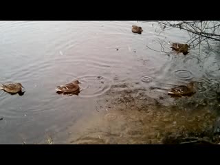 Пестово русская венеция утки и воронцов vid 20201018 123541 3gp