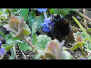 Полевой шмель (лат bombus pascuorum) и будра плющевидная (лат glechoma hederacea)