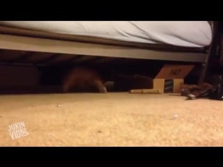 Corgi dog videos from the jukinvideo vault