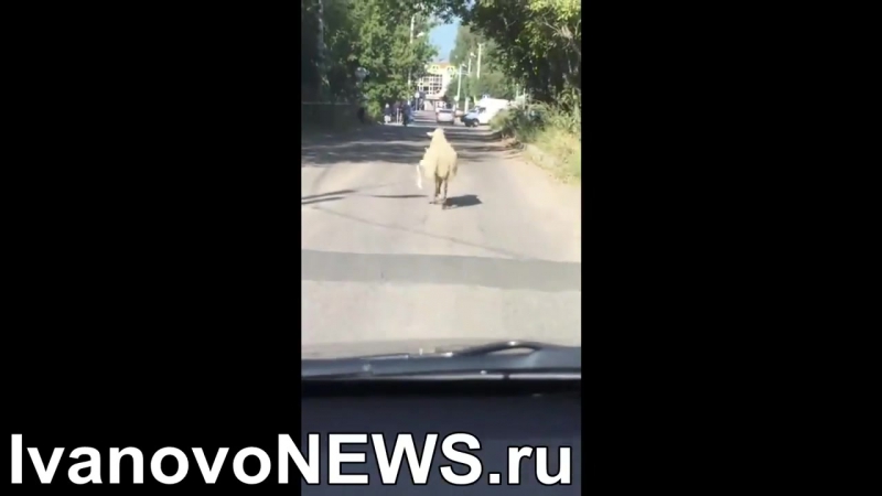 В иванове на курбан байрам баран сбежал от заклания и бегал по дорогам города