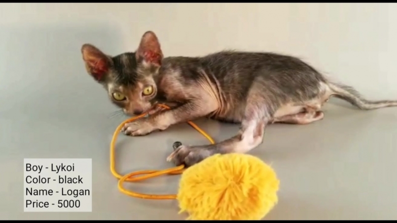 Котенок #ликой logan