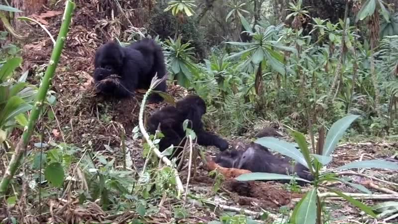 Детёныш горной гориллы рядом с телом своей матери
