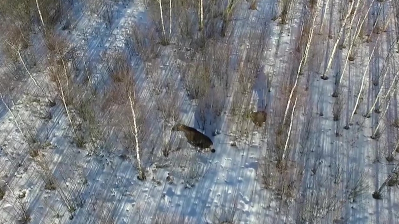 Лоси в зимнем лесу