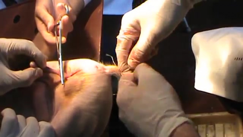 Кастрация поросёнка