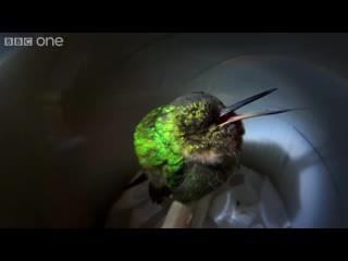 Hummingbirds loved for their beauty and speed not loved for their snoring