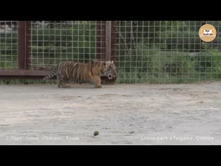 Заботливая тигрица скарлетт с малышами тайган caring tigress scarlett with babies taigan