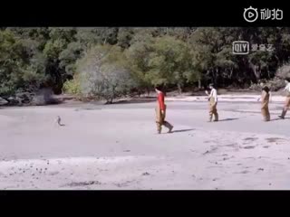 Hengting want to adopt a baby kangaroo