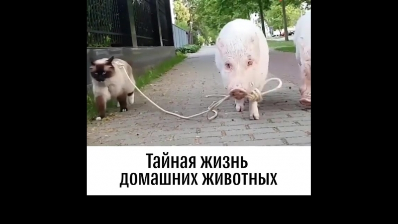 Знаете porn video – А вы знаете, чем занимаются ваши питомцы, пока вас нет рядом