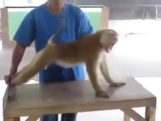 Смешная обезьяна занимается