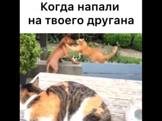 Emotion video+instakeep 670cf mp4