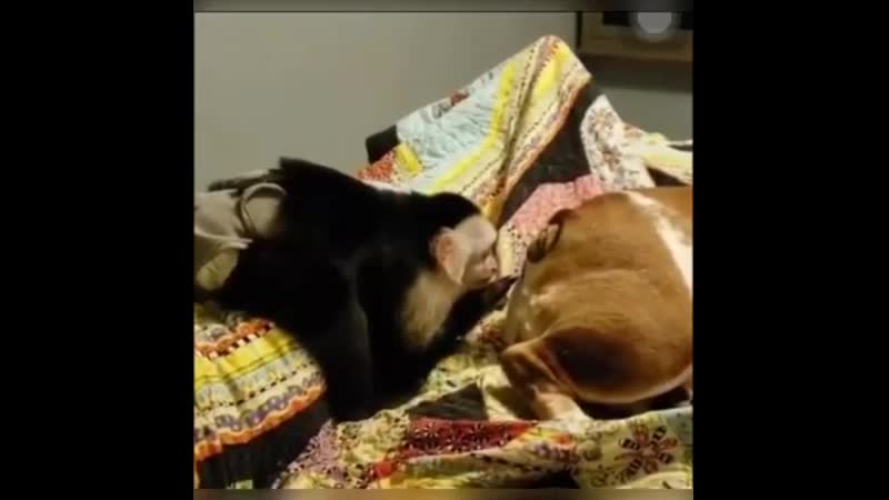 Проктолог )))