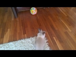 Vid 20160402 111402