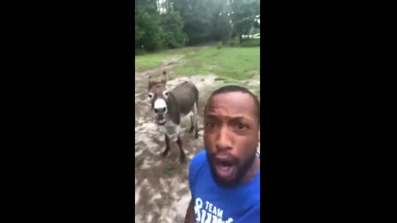 Король лев и осёл