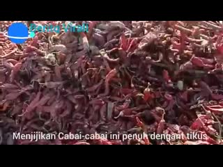 Info kesihatan basuh cili kering sampai bersih sebelum di masak kerana dikhuatiri ada kencing tikus yg sgt membahayakan