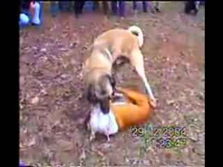 Pitbull vs kangal