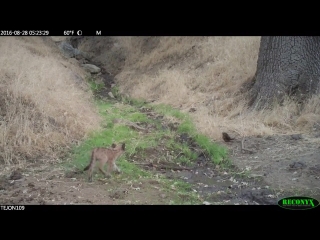 Cougar cub on tejon ranch