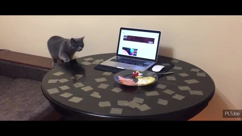 Как отучить кота ходить по столу