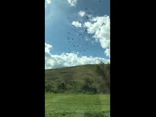 A flock of birds captured in slow motion make the world look like it’s suspended in time