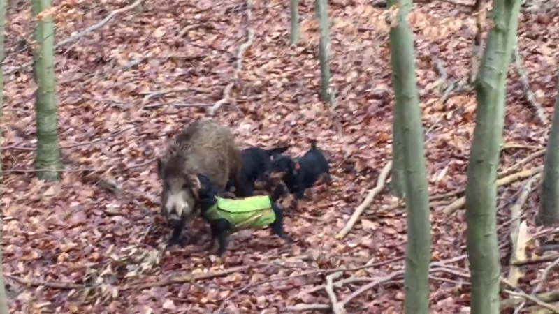 Рабочие молодые охота на кабана с ягдтерьерами