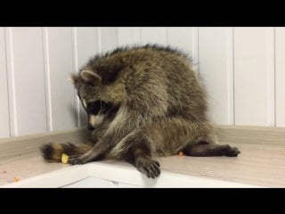 Енот ест фрукты, сидя на жопе