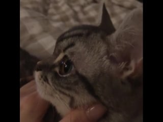 Korean stuff| корейцы