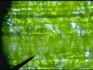 Elodea cells in an hypotonic environment
