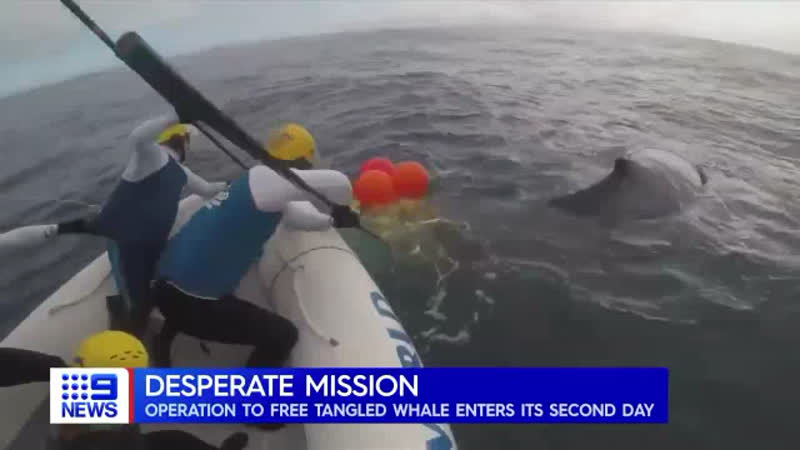 Спасатели в австралии спасли кита, запутавшегося в сети