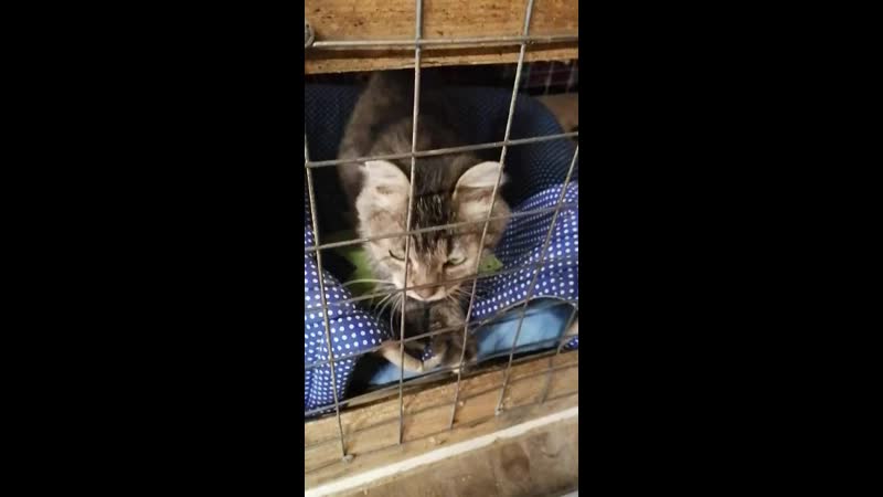 Пани моника